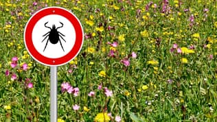 C'est principalement dans le sud de la France que la tique Hyalomma marginatum a été repérée.