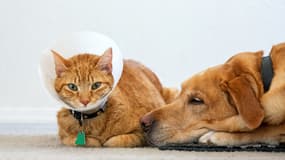 Faut-il vraiment souscrire une assurance pour son animal de compagnie âgé ?