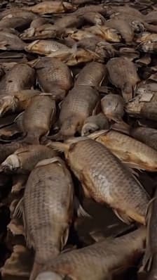 Mexique: des milliers de poissons meurent à cause de la sécheresse