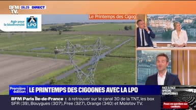 Ces cigognes qui s'installent parfois sur... des pylônes électriques 