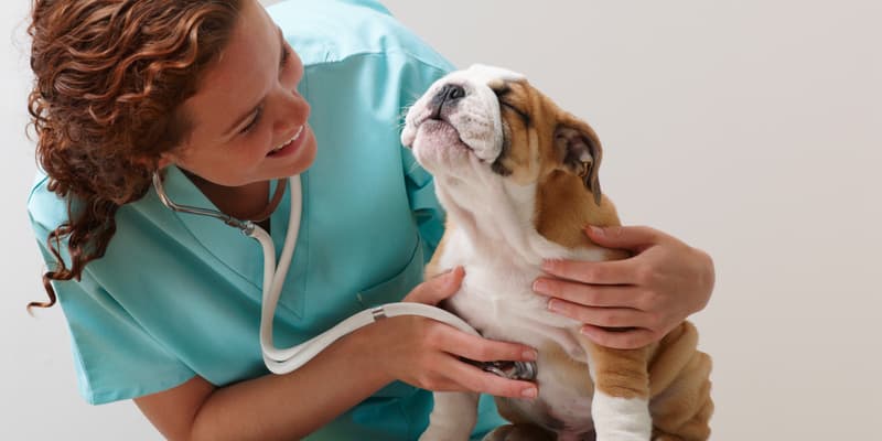 L’assurance pour animaux vous couvre aussi en cas de problème de santé.