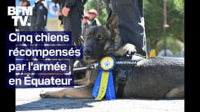 Cinq chiens sont récompensés par l'armée en Équateur 