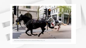 Des chevaux en liberté dans Londres, le 24 avril 2024.