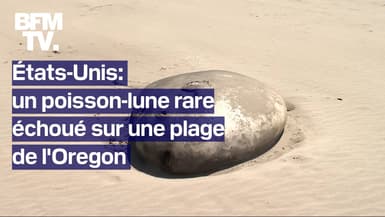 États-Unis: un poisson-lune de plus de deux mètres échoué sur une plage de l'Oregon  