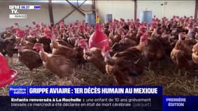 Grippe aviaire: premier décès humain au Mexique