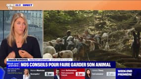 Les conseils de cette vétérinaire pour faire garder votre animal