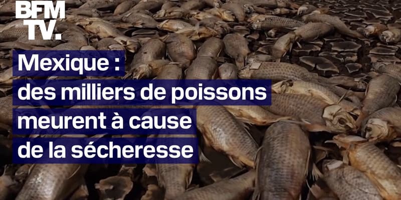 Mexique: des milliers de poissons meurent à cause de la sécheresse