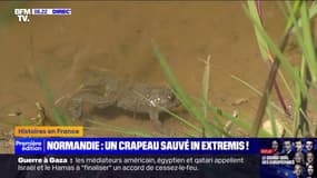 Normandie: un crapaud en voie d'extinction sauvé in extremis dans l'Eure