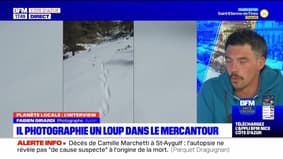 Planète locale du lundi 29 avril - Il photographie un loup dans le Mercantour