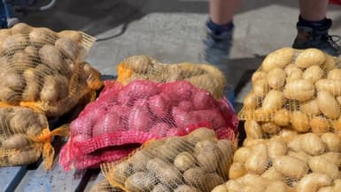 Des patates de la ferme Guillemant à Loos-en-Gohelle (Nord), le 25 mai 2024.