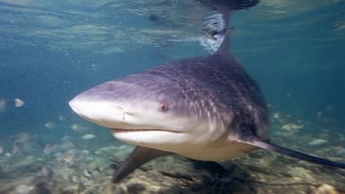 Un requin bouledogue (image d'illustration)