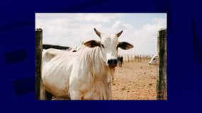 Photo de la vache Viatina-19 publiée par le Guinness World Records en 2023.